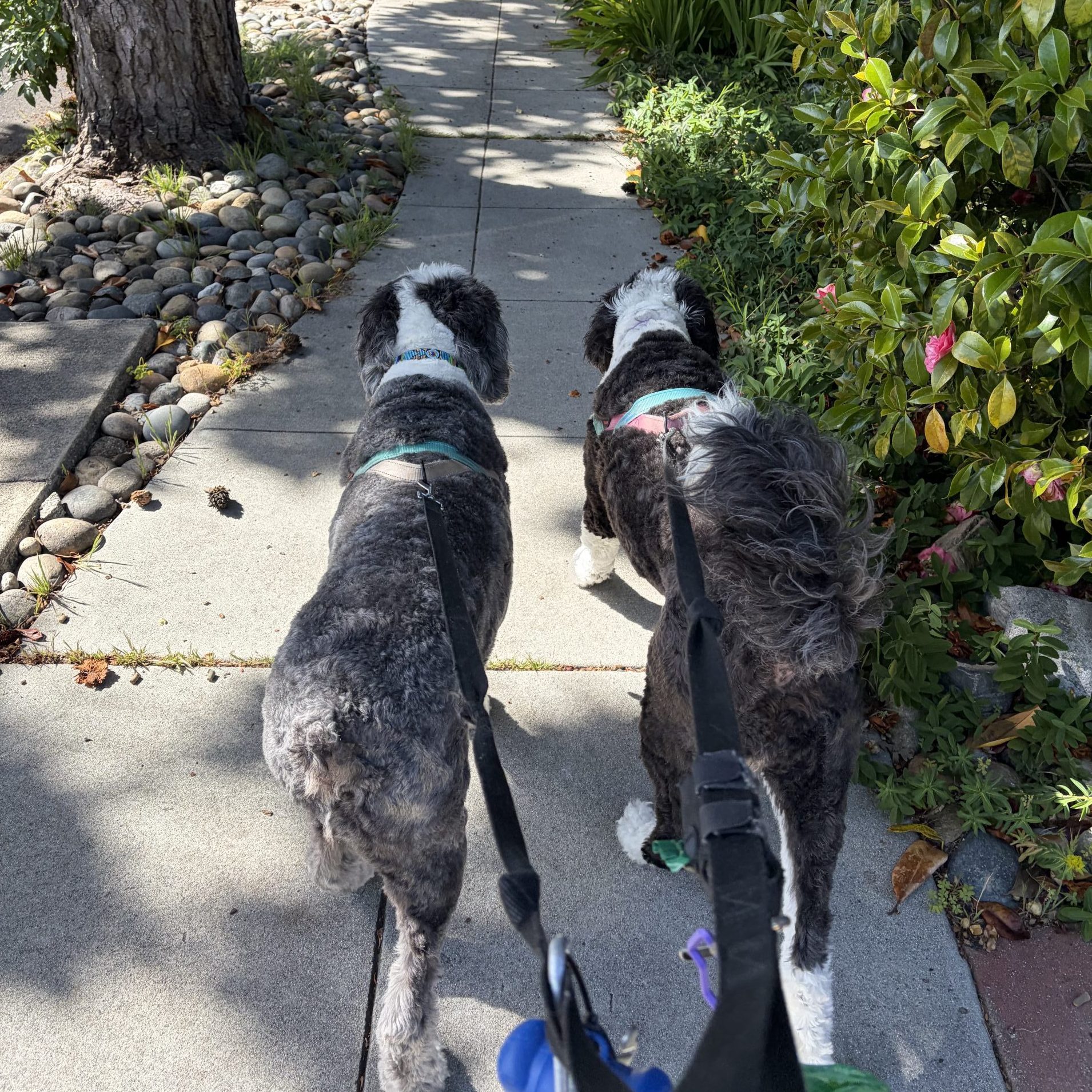 Two sheepadoodles on a walk in Redwood City CA