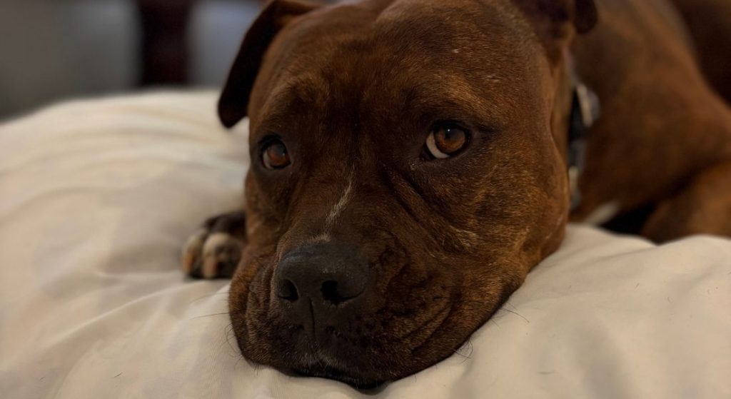 What One Dog Taught Me About Trust (And Why Routine Changes Everything)