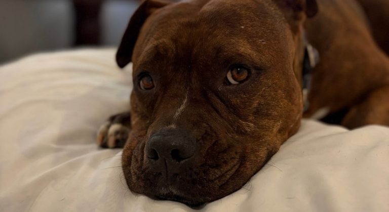 What One Dog Taught Me About Trust (And Why Routine Changes Everything)