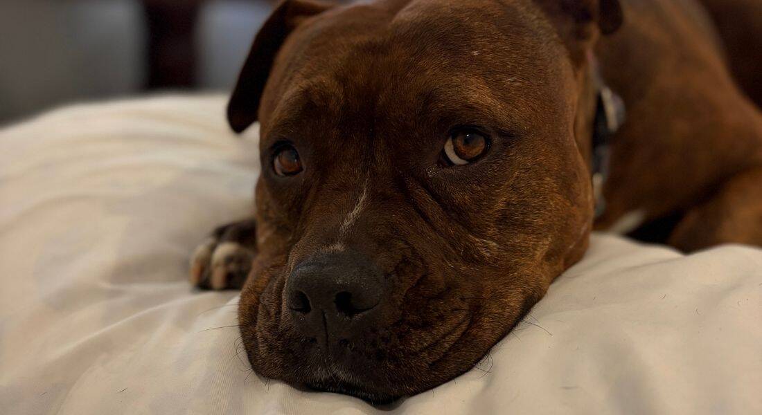 What One Dog Taught Me About Trust (And Why Routine Changes Everything)