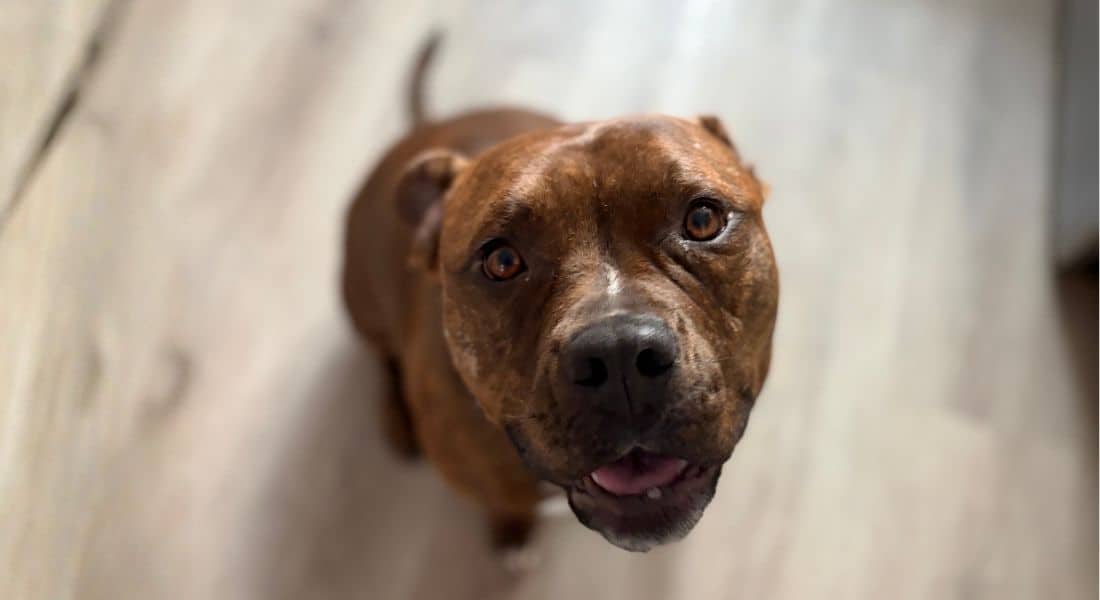 hello sweet bella Every Dog Deserves That Kind of Patience