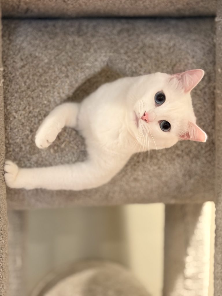 White cat with blue eyes peeking out of a tan cat tree with a hole in San Carlos, CA