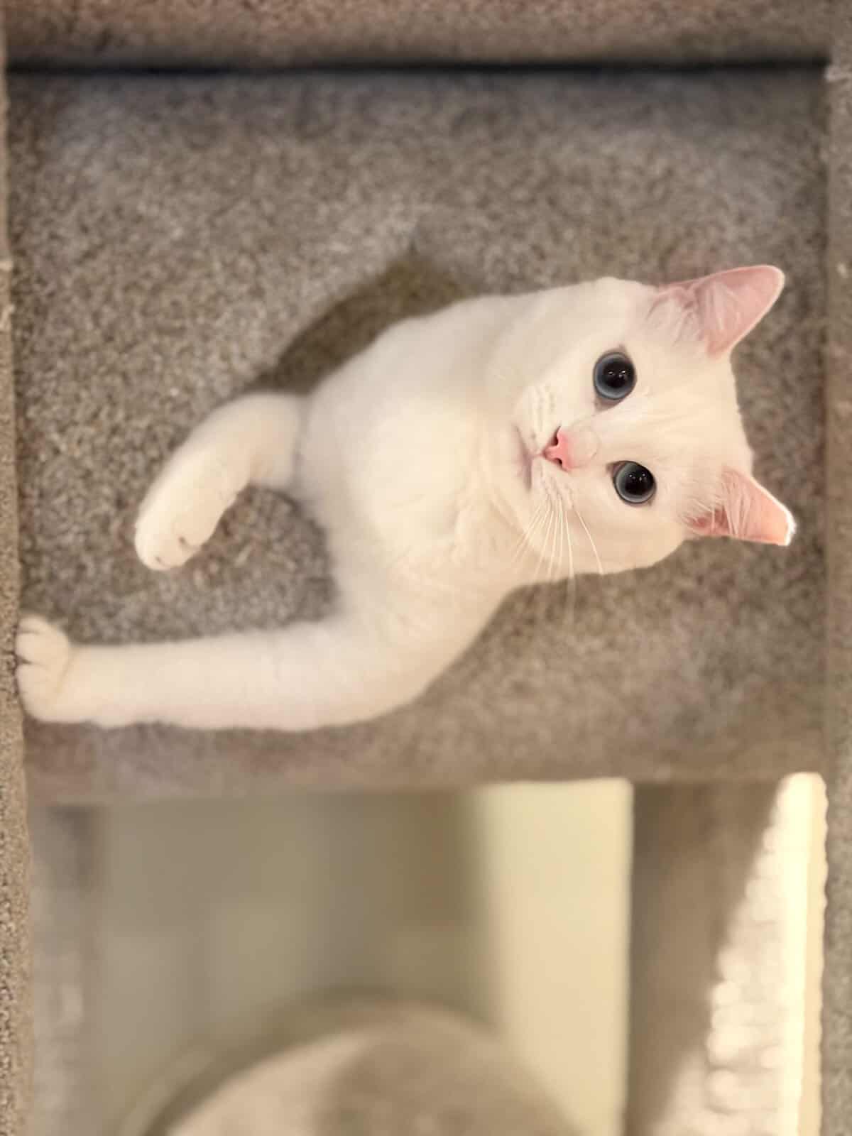 White cat with blue eyes peeking out of a tan cat tree with a hole in San Carlos, CA