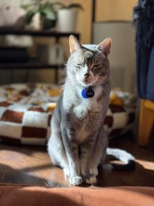 Anxious cat tabby multi-colored cat sitting in the sun in a living room in Redwood City, CA