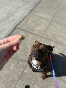 Pitbull on walk getting a treat in Redwood City, CA