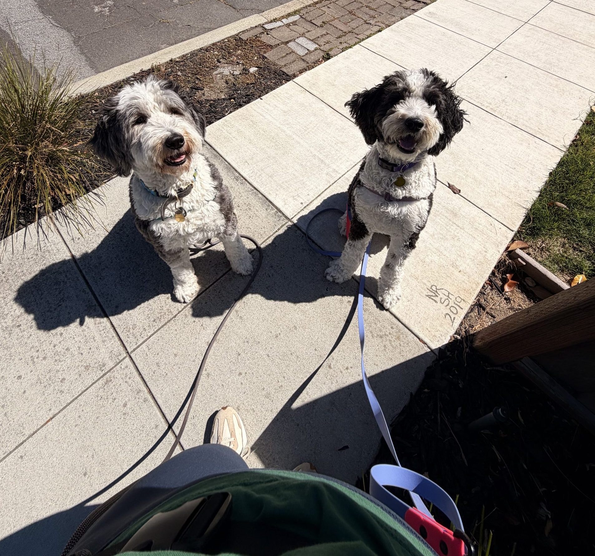 dog walking in Redwood City CA