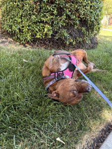reactive dog on leash Redwood City