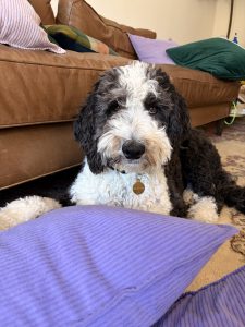 sheepadoodle dog in redwood city ca