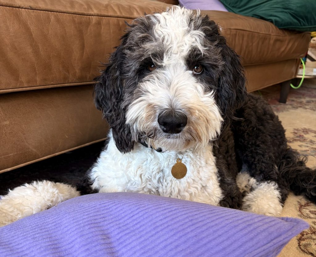 sheepadoodle anxious dog redwood city ca