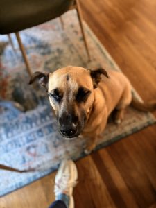 anxious dog sitting in redwood city