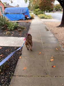 anxious dog walking in redwood city