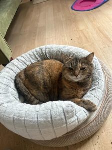 Multi-colored cat laying on a light round bed in Redwood City, CA