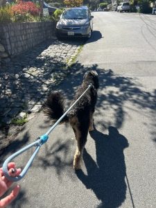 senior dog walking in shaded park Redwood City