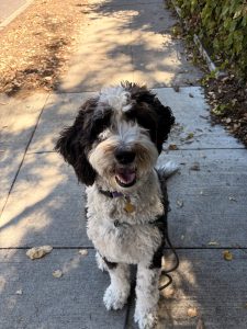 Sheepadoodle sitting on sidewalk in Redwood City, CA on a walk
