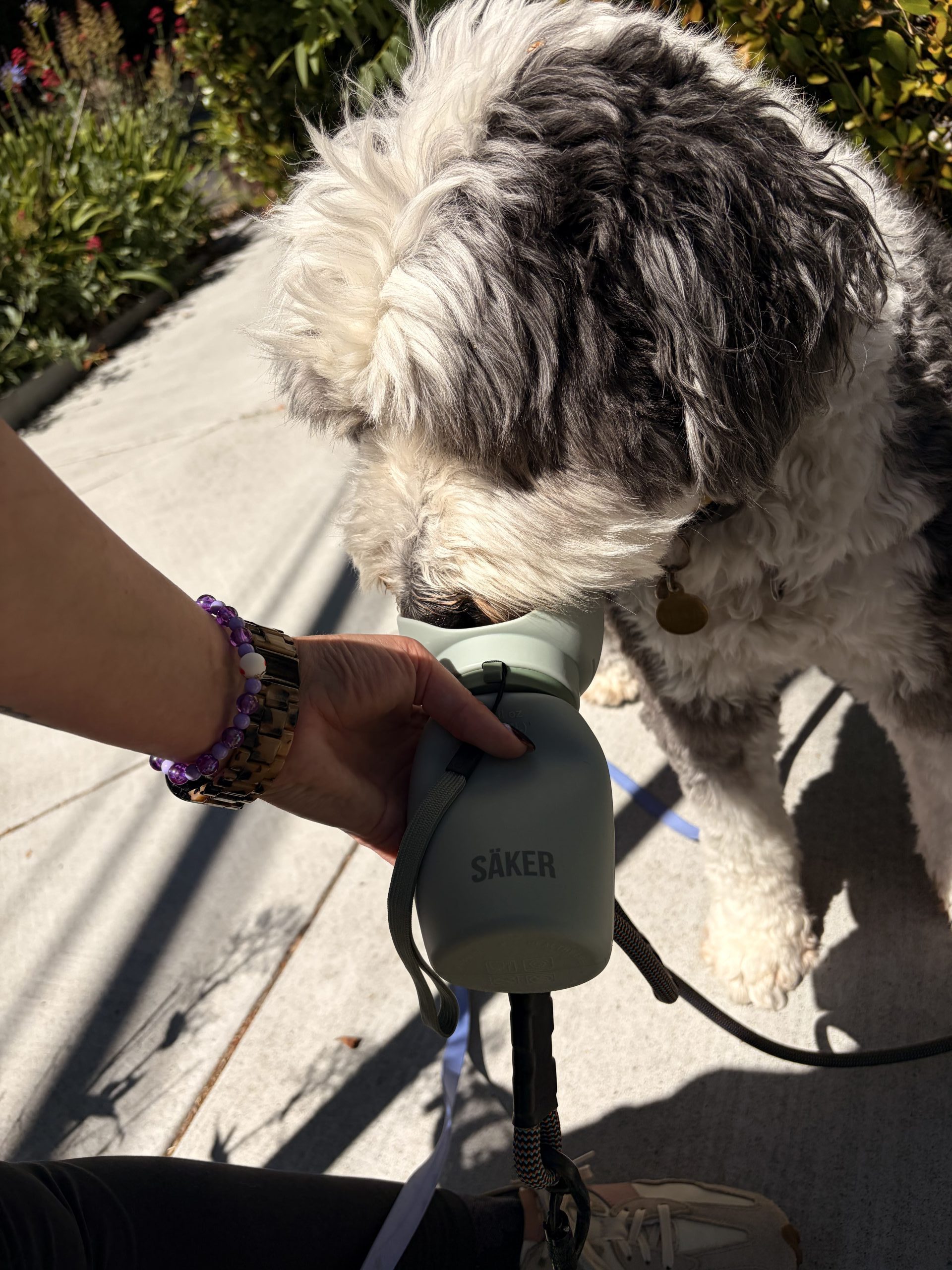 Gray and white colored fluffy Sheepadoodle dog drinking from Säker dog water bottle while on a walk in Redwood City, CA