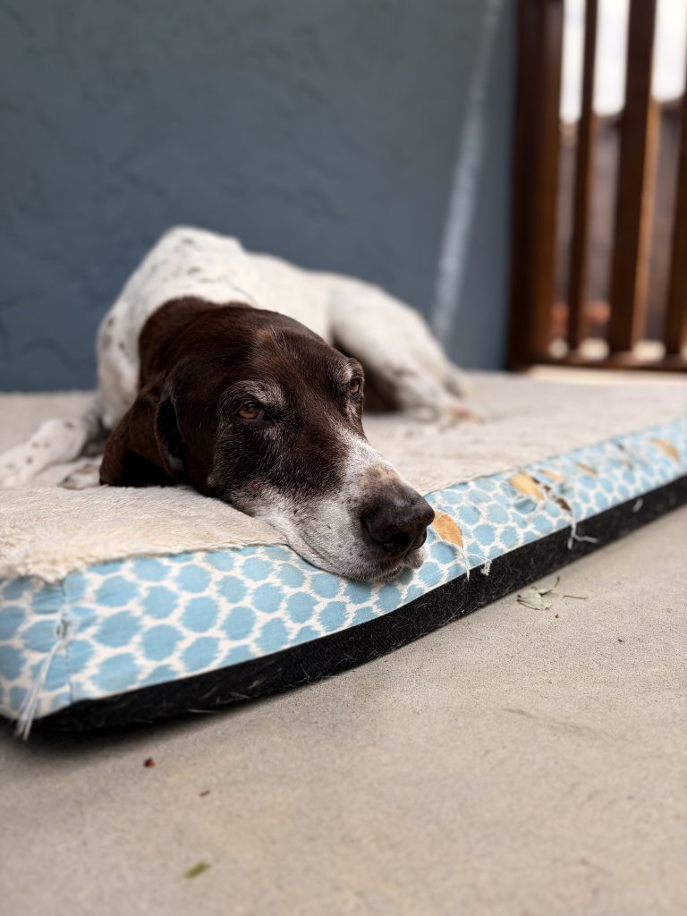 Kimo, a 15-year-old senior dog, resting during overnight pet sitting in Redwood City, CA