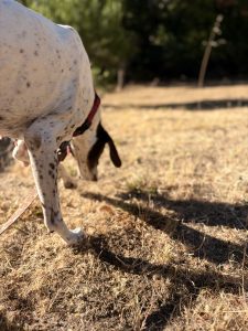 Slow-paced neighborhood walk with a senior dog during overnight care in Redwood City, CA