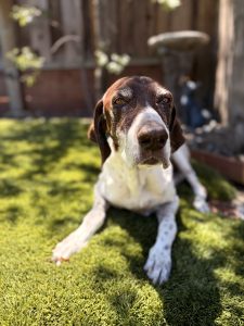 Senior dog Kimo at home in his backyard during a 9-night overnight pet sitting stay