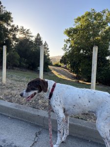 Slow-paced neighborhood walk with a senior dog during overnight care in Redwood City, CA