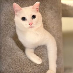 Adorable white cat with striking blue eyes sitting on carpet.