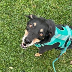 Dog enjoying outdoor walk on green grass, wearing a harness.