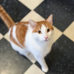 Orange and white cat looking up with curious eyes.
