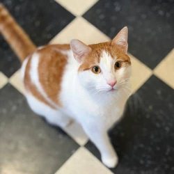Friendly orange and white cat sitting on black and white checkered floor.