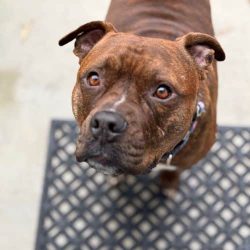 Friendly brown dog looking up, ready for pet care services.
