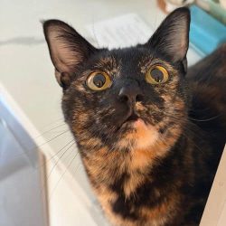 Pet care service featuring a close-up of a curious tortoiseshell cat.